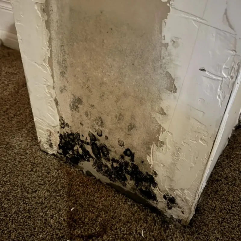 Professional Mold Removal in Meredosia, IL